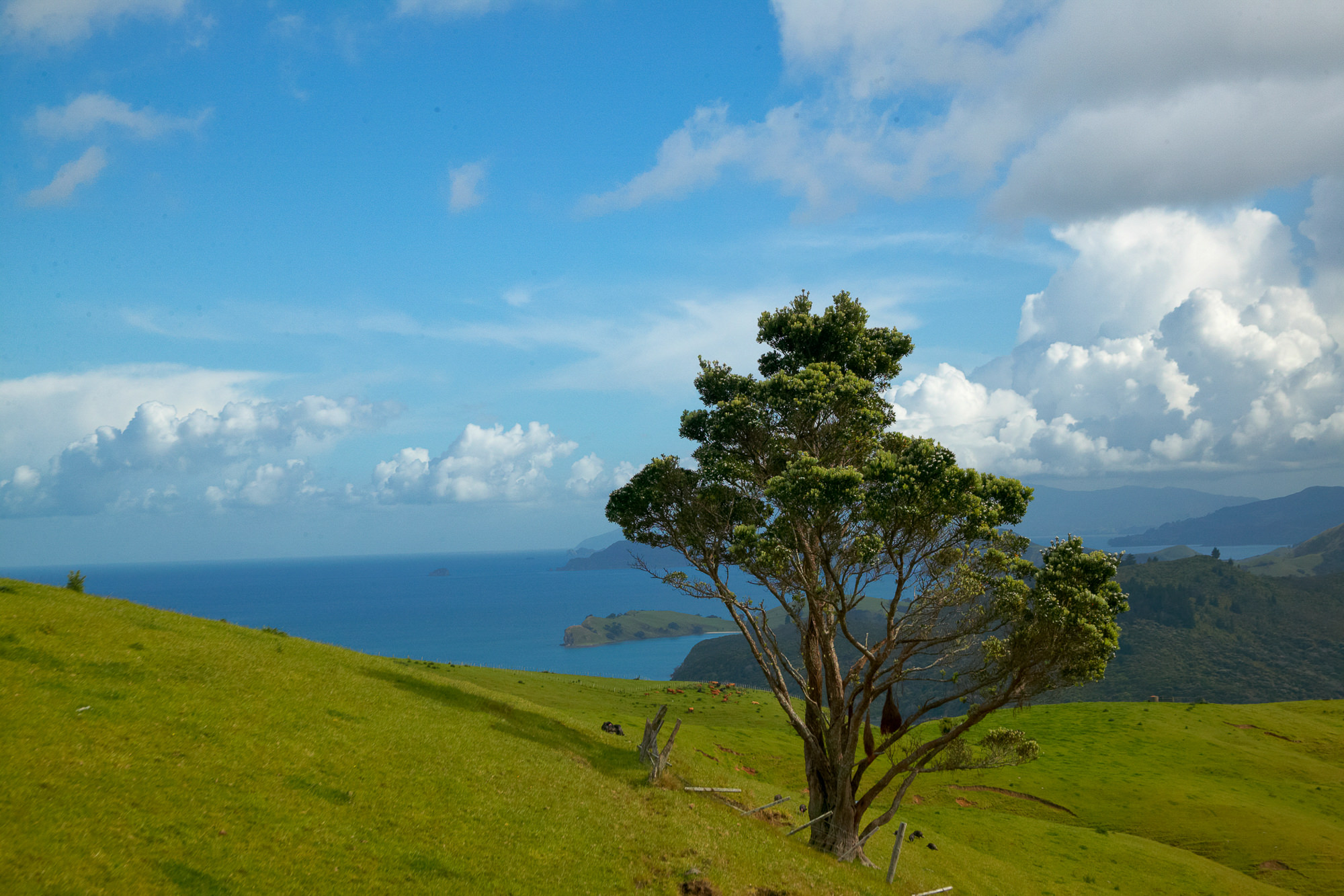New Zealand landscape near Coromandel Island